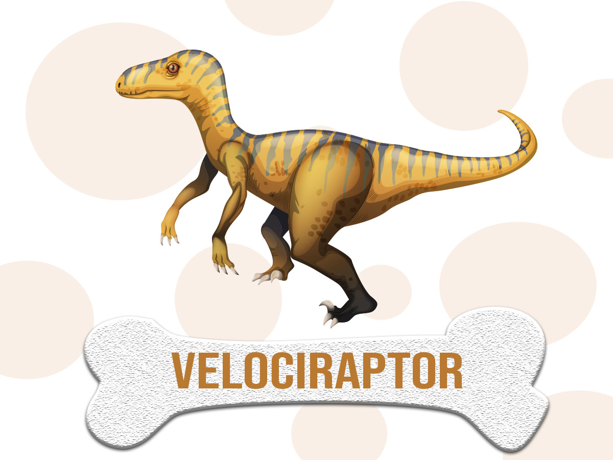 DINOSAURIO: Velociraptor ▷ Características y alimentación