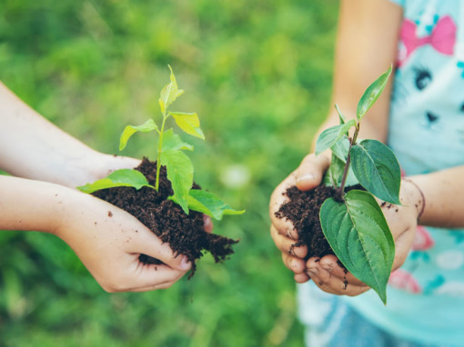 Cómo cultivar una planta